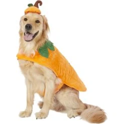 Frisco Pumpkin Dog & Cat Costume 13 Frisco Pumpkin Dog & Cat Costume -The Pet Haven Shop 144446 PT2. AC SS1800 V1567174700