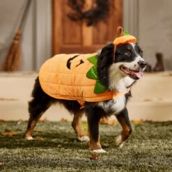 Frisco Pumpkin Dog & Cat Costume 18 Frisco Pumpkin Dog & Cat Costume -The Pet Haven Shop 144446 PT7. AC SS1800 V1567180408