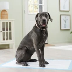 Frisco Premium Giant Dog Training & Potty Pads 16 Frisco Premium Giant Dog Training & Potty Pads -The Pet Haven Shop 152699 PT6. AC SS1800 V1674671620