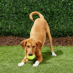 Frisco Fetch Squeaky Tennis Ball Dog Toy -The Pet Haven Shop 152803 PT6. AC SS1800 V1691776652