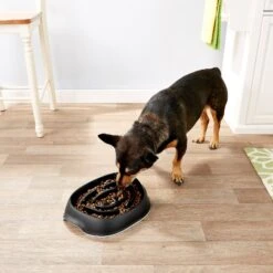 Frisco Non-Skid Slow Feeder Dog & Small Pet Bowl -The Pet Haven Shop 155648 PT4. AC SS1800 V1553538724