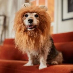 Frisco Lion Mane Dog & Cat Costume -The Pet Haven Shop 158732 PT7. AC SS1800 V1691686202