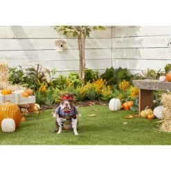 Frisco Front Walking Cowboy Dog & Cat Costume -The Pet Haven Shop 158842 PT3. AC SS1800 V1567176047