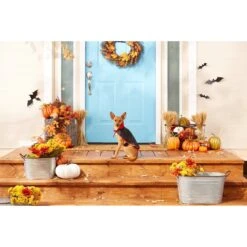 Frisco Vampire Cape Dog & Cat Costume -The Pet Haven Shop 160793 PT3. AC SS1800 V1567176564