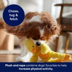 Frisco Duck Plush With Inside Rope Squeaky Dog Toy 12 Frisco Duck Plush With Inside Rope Squeaky Dog Toy -The Pet Haven Shop 174723 PT4. AC SS1800 V1695671059