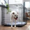 Frisco Fold & Carry Double Door Collapsible Wire Dog Crate & Mat Kit -The Pet Haven Shop 212633 MAIN. AC SS1800 V1667228755