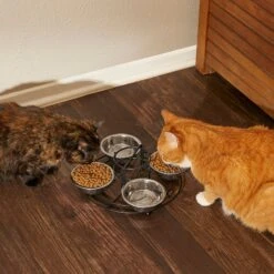 Frisco Multi Pet Feeding 4-Bowls Stainless Steel Dog & Cat Bowls, 0.5 Cup 15 Frisco Multi Pet Feeding 4-Bowls Stainless Steel Dog & Cat Bowls, 0.5 Cup -The Pet Haven Shop 213787 PT6. AC SS1800 V1599091021