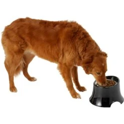 Frisco Stainless Steel Bowl With Elevated Stand 14 Frisco Stainless Steel Bowl With Elevated Stand -The Pet Haven Shop 216020 PT6. AC SS1800 V1605653241
