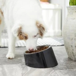 Frisco Stainless Steel Bowl With Elevated Stand 15 Frisco Stainless Steel Bowl With Elevated Stand -The Pet Haven Shop 216020 PT7. AC SS1800 V1605662208