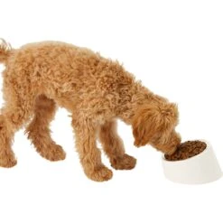 Frisco Slanted Stainless Steel Bowl -The Pet Haven Shop 216028 PT6. AC SS1800 V1605666119