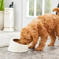 Frisco Slanted Stainless Steel Bowl -The Pet Haven Shop 216028 PT7. AC SS1800 V1605653233