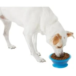 Frisco Plastic Suction Bowl, Blue 16 Frisco Plastic Suction Bowl, Blue -The Pet Haven Shop 216037 PT6. AC SS1800 V1605662823