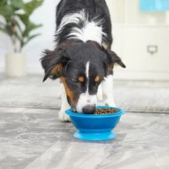 Frisco Plastic Suction Bowl, Blue 17 Frisco Plastic Suction Bowl, Blue -The Pet Haven Shop 216037 PT7. AC SS1800 V1605666113
