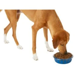 Frisco Chevron Design Glass Bowl With Silicone Sleeve -The Pet Haven Shop 216049 PT6. AC SS1800 V1605654757