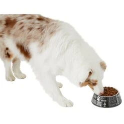Frisco Doggie Melamine Bowl 14 Frisco Doggie Melamine Bowl -The Pet Haven Shop 216062 PT6. AC SS1800 V1605663429