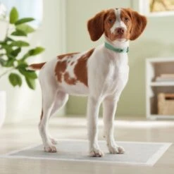 Frisco Charcoal Dog Training & Potty Pads -The Pet Haven Shop 227456 PT6. AC SS1800 V1674667029