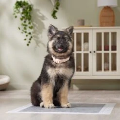Frisco Extra Large Charcoal Dog Training & Potty Pads -The Pet Haven Shop 227460 PT6. AC SS1800 V1674665620