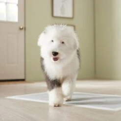 Frisco Giant Charcoal Dog Training & Potty Pads -The Pet Haven Shop 227462 PT6. AC SS1800 V1674665684