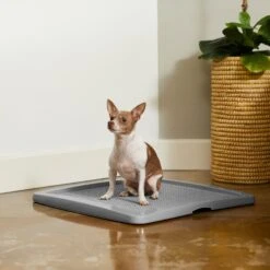 Frisco Training Pad Holder -The Pet Haven Shop 227474 PT6. AC SS1800 V1604701643