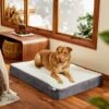Frisco Orthopedic Pillow Cat & Dog Bed -The Pet Haven Shop 235036 MAIN. AC SS1800 V1602690401