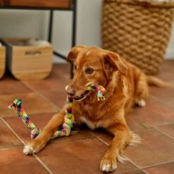 Frisco 4-Knot Tri-Color Rope Dog Toy -The Pet Haven Shop 242139 PT2. AC SS1800 V1605208764