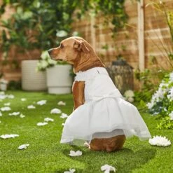 Frisco Formal Dog Wedding Dress -The Pet Haven Shop 248743 PT7. AC SS1800 V1614118361