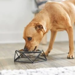 Frisco Elevated Stainless Steel Dog & Cat Bowl With Metal Stand 12 Frisco Elevated Stainless Steel Dog & Cat Bowl With Metal Stand -The Pet Haven Shop 253055 PT2. AC SS1800 V1616594231