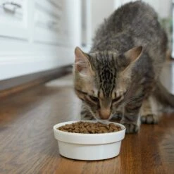 Frisco Gold Trim Melamine Dog & Cat Bowl 13 Frisco Gold Trim Melamine Dog & Cat Bowl -The Pet Haven Shop 253062 PT2. AC SS1800 V1616595766