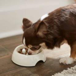 Frisco Melamine Slow Feed Dog & Cat Bowl With Gold Trim 12 Frisco Melamine Slow Feed Dog & Cat Bowl With Gold Trim -The Pet Haven Shop 253066 PT2. AC SS1800 V1616597844