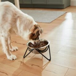 Frisco Triangle Iron Non-Skid Elevated Dog & Cat Bowl -The Pet Haven Shop 257155 PT5. AC SS1800 V1692987369