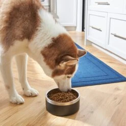 Frisco Insulated Two-Toned Non-Skid Stainless Steel Dog & Cat Bowl -The Pet Haven Shop 257168 PT8. AC SS1800 V1615840126