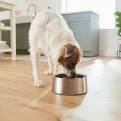 Frisco Insulated Non-Skid Stainless Steel Dog & Cat Bowl 17 Frisco Insulated Non-Skid Stainless Steel Dog & Cat Bowl -The Pet Haven Shop 261757 PT8. AC SS1800 V1623937364