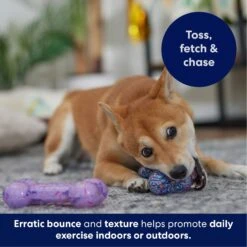 Frisco Birthday TPR Fetch Bone Squeaky Dog Toy -The Pet Haven Shop 264422 PT4. AC SS1800 V1695760988