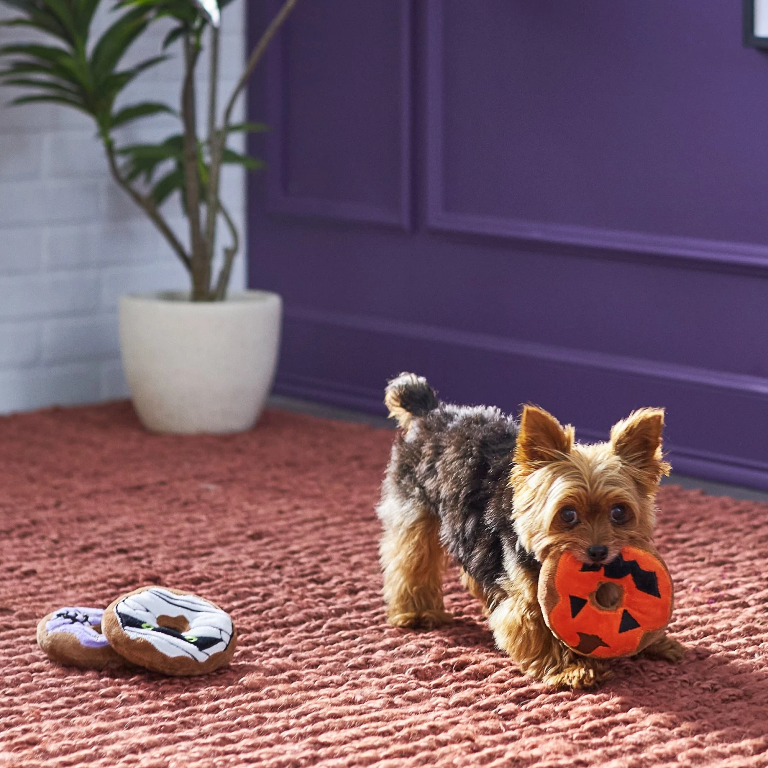 Frisco Halloween Donuts Plush Squeaky Dog Toy 5 Frisco Halloween Donuts Plush Squeaky Dog Toy - Image 3