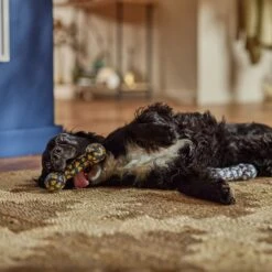 Frisco Halloween Candy Corn & Ghosts TPR Bone Squeaky Dog Toy, 2 Count -The Pet Haven Shop 270529 PT3. AC SS1800 V1689876508