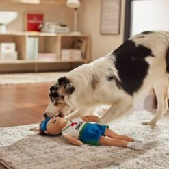 Frisco Gym Teacher Plush Squeaky Dog Toy 7 Frisco Gym Teacher Plush Squeaky Dog Toy -The Pet Haven Shop 279447 PT3. AC SS1800 V1628191161