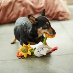 Frisco Fall Bouquet Of Flowers Plush Squeaky Dog Toy -The Pet Haven Shop 285599 PT3. AC SS1800 V1629725293