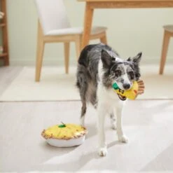 Frisco Brunch Quiche 2-in-1 Plush Squeaky Dog Toy -The Pet Haven Shop 297248 PT3. AC SS1800 V1642089163