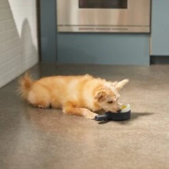 Frisco Brunch Breakfast Skillet Latex Squeaky Dog Toy, 2 Count -The Pet Haven Shop 297264 PT2. AC SS1800 V1642088320