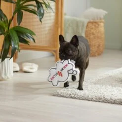 Frisco Brunch Word Bubble Plush Squeaky Dog Toy -The Pet Haven Shop 297286 PT3. AC SS1800 V1642087915