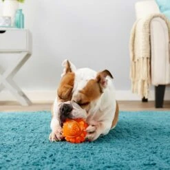 Frisco Fetch Squeaky TPR Ball Dog Toy & Bones & Chews Pig Ear Chews Dog Treats -The Pet Haven Shop 297964 PT3. AC SS1800 V1623252759