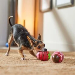 Frisco Valentine Chocolate Covered Strawberries Latex Squeaky Dog Toy -The Pet Haven Shop 298923 PT3. AC SS1800 V1701365172