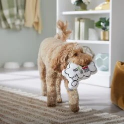 Frisco St. Patrick's Thought Bubble Reversible Plush Squeaky Dog Toy -The Pet Haven Shop 303134 PT4. AC SS1800 V1702500565