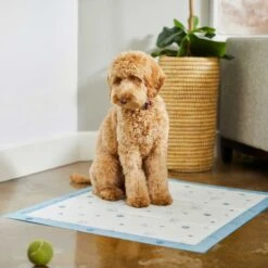 Frisco Fold & Carry Single Door Collapsible Wire Dog Crate & Frisco Premium Extra Large Printed Dog Training & Potty Pads -The Pet Haven Shop 303438 PT8. AC SS1800 V1623051743