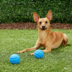 Frisco Neoprene Dog Life Jacket & Frisco Foam Rubber Floating Fetch Ball No Squeak Dog Toy -The Pet Haven Shop 303480 PT7. AC SS1800 V1623064950