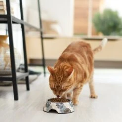 Frisco Animal Design Stainless Steel Dog & Cat Bowl -The Pet Haven Shop 311960 PT3. AC SS1800 V1642542415