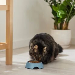 Frisco Coral Design Stainless Steel Dog & Cat Bowl -The Pet Haven Shop 311972 PT3. AC SS1800 V1642542435