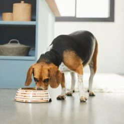 Frisco Copper Print Design Stainless Steel Dog & Cat Bowl -The Pet Haven Shop 311975 PT2. AC SS1800 V1642542895