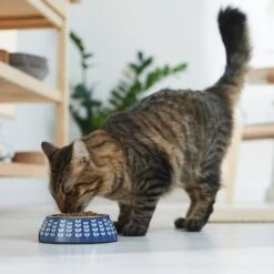 Frisco Leaf Design Stainless Steel Dog & Cat Bowl 13 Frisco Leaf Design Stainless Steel Dog & Cat Bowl -The Pet Haven Shop 311980 PT3. AC SS1800 V1642542556