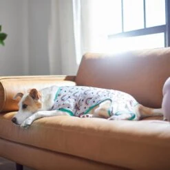 Frisco Rainbow Dog & Cat PJs 11 Frisco Rainbow Dog & Cat PJs -The Pet Haven Shop 312283 PT8. AC SS1800 V1644879887